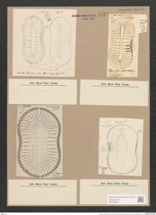 Surirella macraeana Grev. (de-Toni-Nr.: Genus 53, Species 2297) Zeichnungen Sammlung Grunow Nr. 4747 (NHMW-BOT-W0372858)
